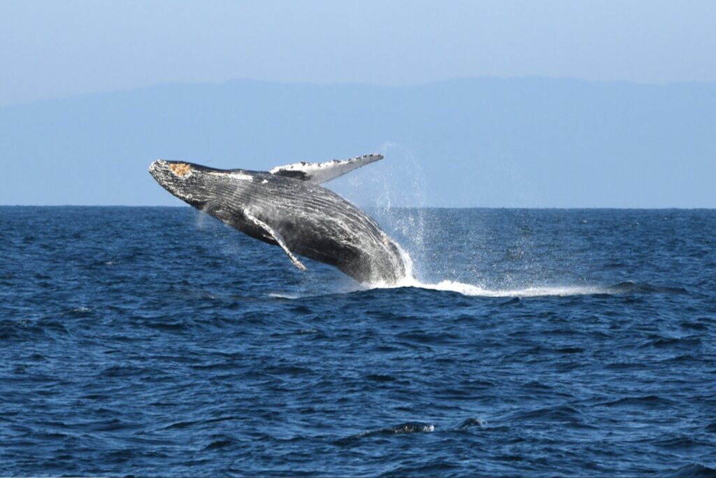 Humpback_whale_breaching.jpg