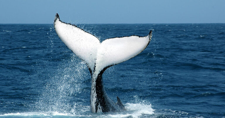 humpback-whale.jpg