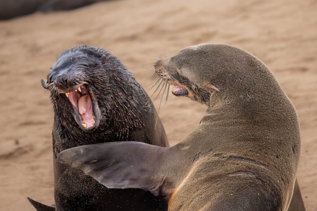 seals-cape-fur-slap.jpg